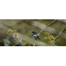 The clue is in the poo! Secrets to boosting the recovery of at risk pied flycatcher could be revealed in new research into bird droppings and choice of nest location